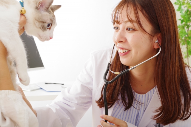 猫の耳が冷たいときの受診目安と病院での診療内容