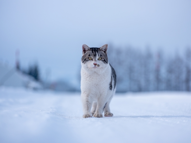 猫の片耳だけ冷たいときに考えられる病気