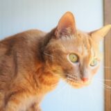 猫の耳が冷たいのは病気？病気の可能性や対処法を解説