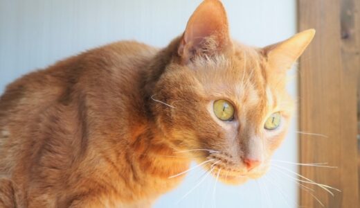 猫の耳が冷たいのは病気？病気の可能性や対処法を解説