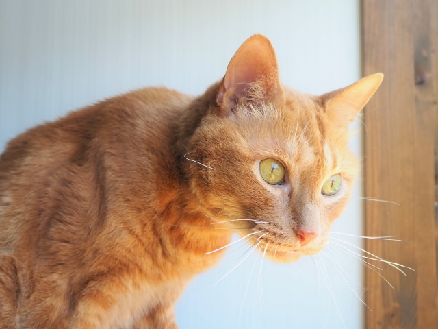 猫の耳が冷たいのは病気？病気の可能性や対処法を解説
