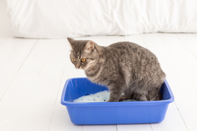 猫が便秘で嘔吐する理由