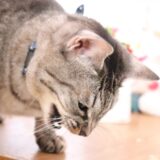 猫が便秘で嘔吐をしているときの対処法を解説！原因や受診の目安とは？