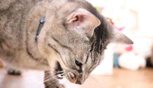 猫が便秘で嘔吐をしているときの対処法を解説！原因や受診の目安とは？