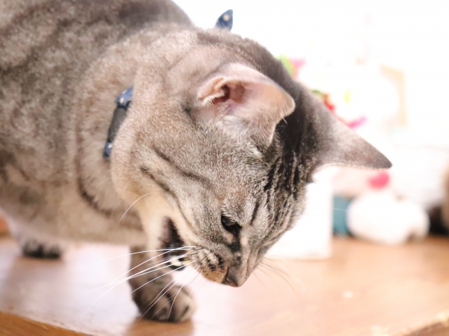 猫が便秘で嘔吐をしているときの対処法を解説！原因や受診の目安とは？