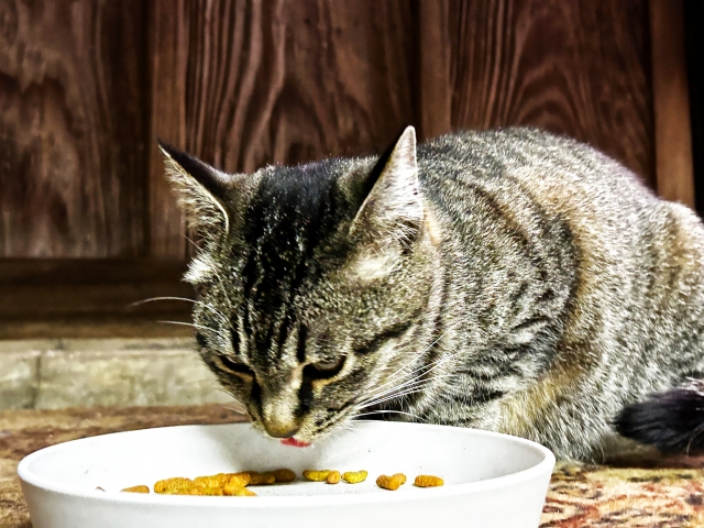 猫の便秘と嘔吐を予防する方法