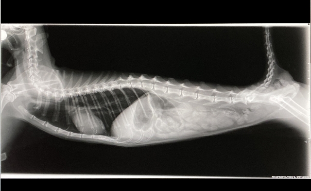 動物病院での治療方法