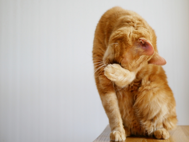 風邪と間違えやすい猫の眼疾患
