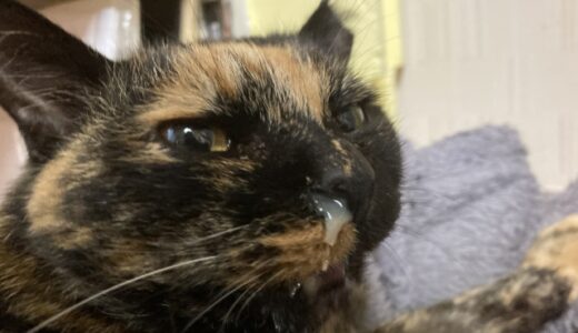 【猫の風邪】目に後遺症が残ることはある？原因や症状、対処法を詳しく解説！
