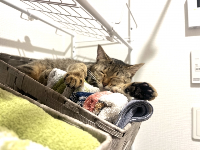 猫の風邪で目やにや涙がでるときのホームケア