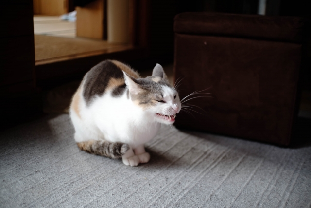 猫の風邪症状