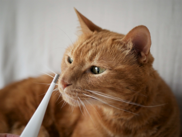 猫も風邪をひく？