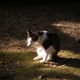 猫が臭いと感じるのは病気のせい？原因や対策を詳しく解説します！