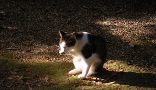 猫が臭いと感じるのは病気のせい？原因や対策を詳しく解説します！