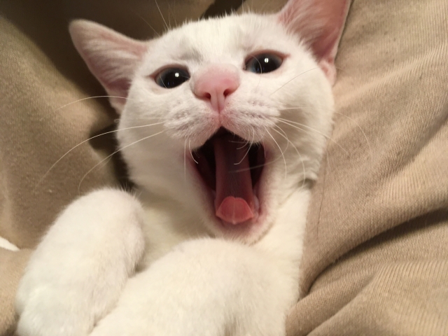 【原因別】猫が臭いと感じるのはどのようなとき？