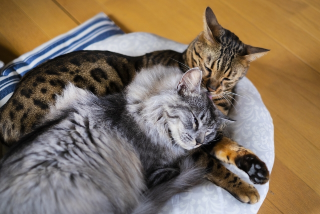 猫の正常なニオイと異常なニオイの見分け方