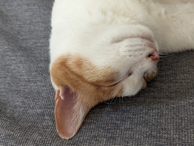 猫の睡眠時間がいつもよりも長いときに考えられる原因