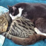 なぜ猫はずっと寝てるの？平均的な睡眠時間から病気の可能性まで詳しく解説！
