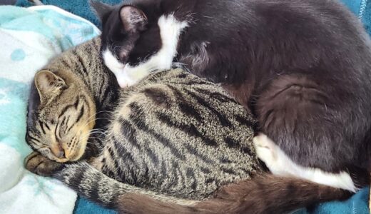なぜ猫はずっと寝てるの？平均的な睡眠時間から病気の可能性まで詳しく解説！