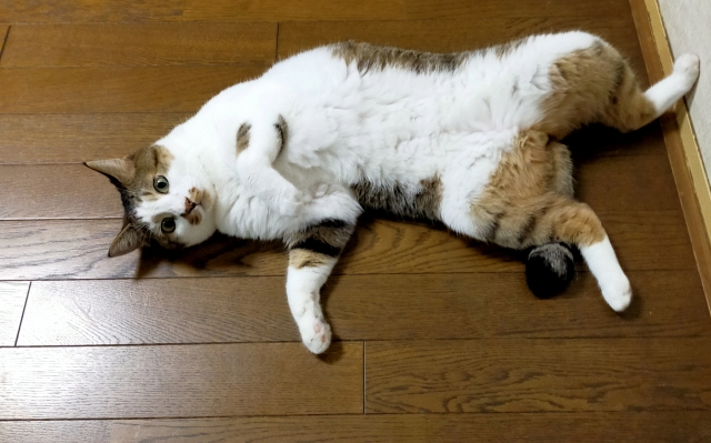 猫がずっと寝ているときにチェックするポイント