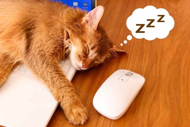 猫がずっと寝ている理由