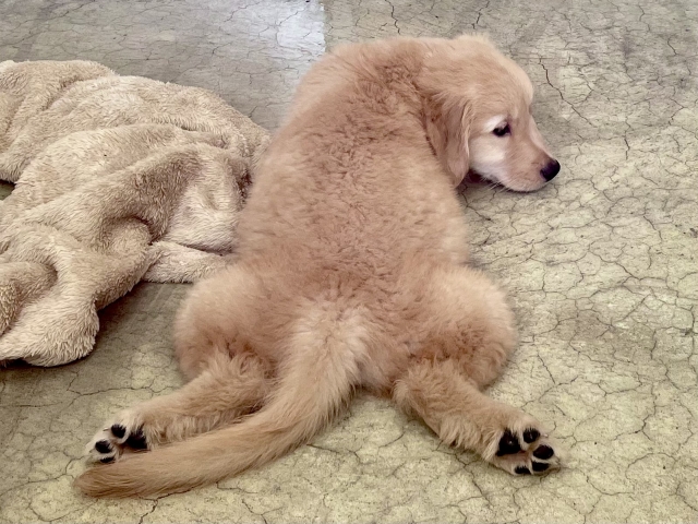 犬が鼻血を出したときの応急処置