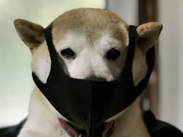 鼻血が出る可能性がある犬の病気