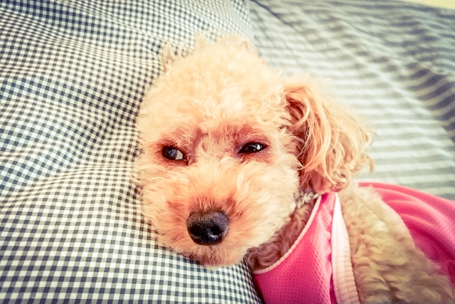 犬の鼻血によくある原因