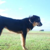 犬の鼻血はすぐ受診すべき？よくある原因と応急措置も解説