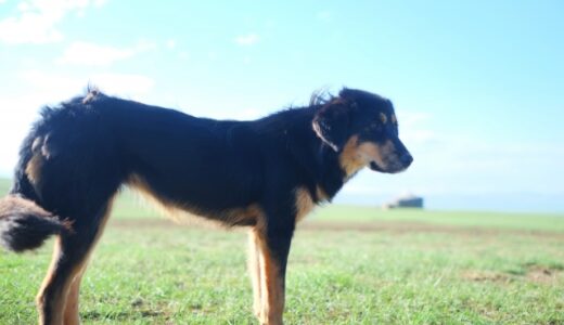 犬の鼻血はすぐ受診すべき？よくある原因と応急措置も解説