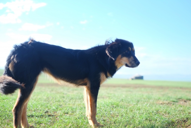 犬の鼻血はすぐ受診すべき？よくある原因と応急措置も解説