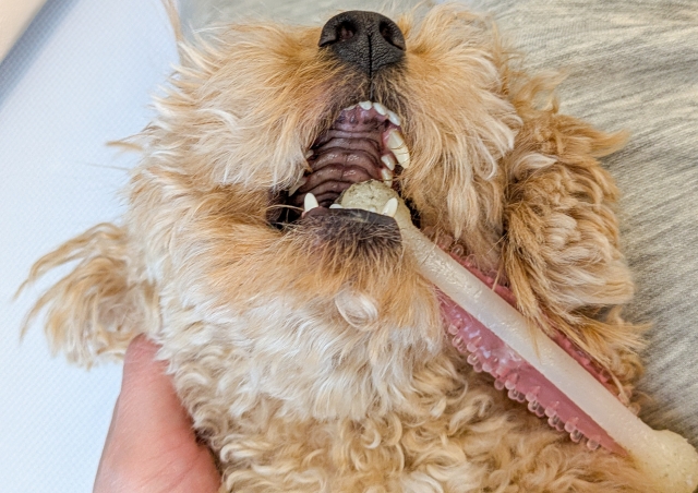 犬のよだれが多すぎるのは病気のサイン？