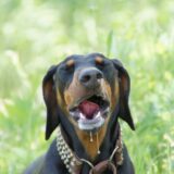 犬のよだれが多いのは病気のサイン？原因や受診の目安など詳しく解説します！