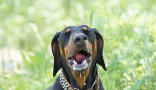 犬のよだれが多いのは病気のサイン？原因や受診の目安など詳しく解説します！