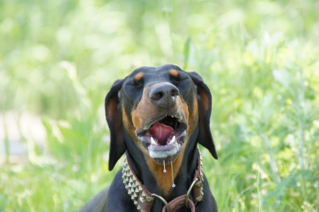 犬のよだれが多いのは病気のサイン？原因や受診の目安など詳しく解説します！