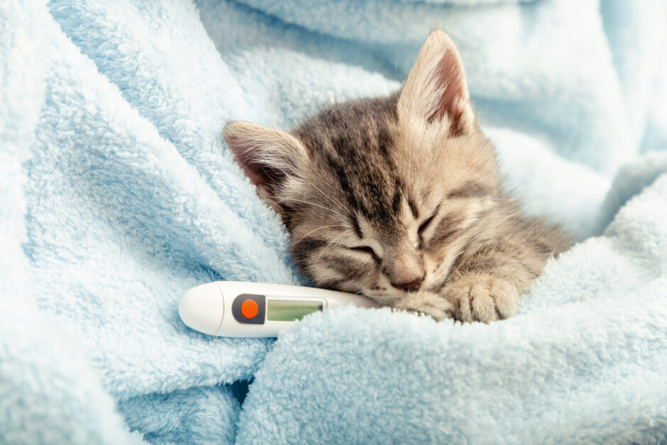 夜中にペットが急変……どうする？夜間対応の動物病院の探し方とは