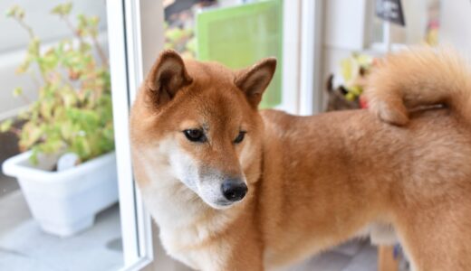 しつけ教室で留守番トレーニングはできる？犬の分離不安の症状や対処法も解説