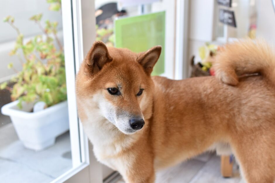 しつけ教室で留守番トレーニングはできる？犬の分離不安の症状や対処法も解説