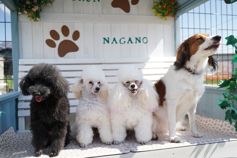 4匹の犬