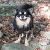 犬の歯が黒い原因は？きれいな歯を保つ方法も解説