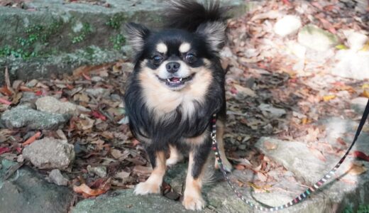 犬の歯が黒い原因は？きれいな歯を保つ方法も解説
