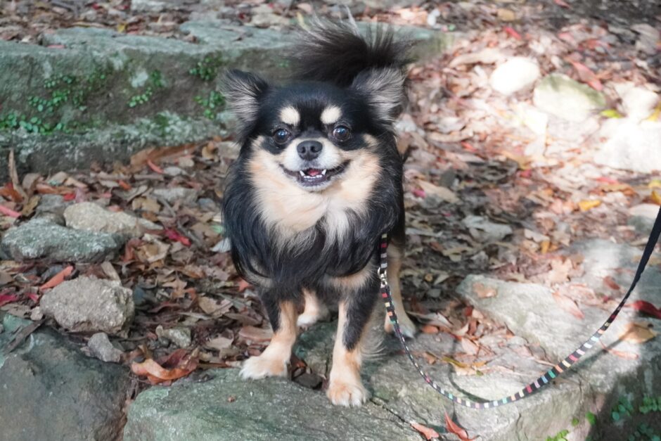 犬の歯が黒い原因は？きれいな歯を保つ方法も解説