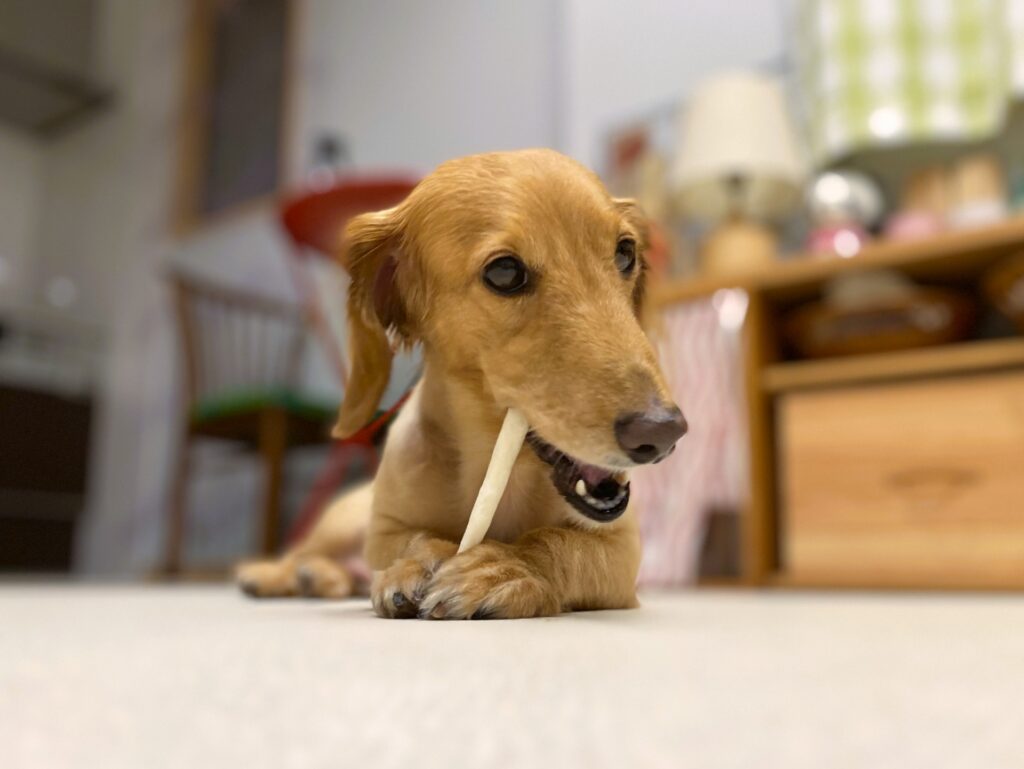 犬の歯が黒い原因