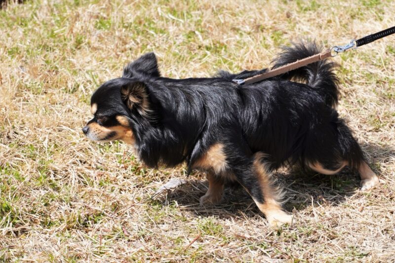 散歩中の犬