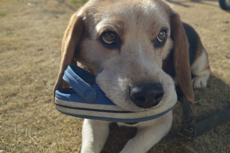 靴を齧る犬