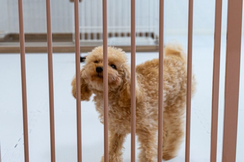 吠えるプードル