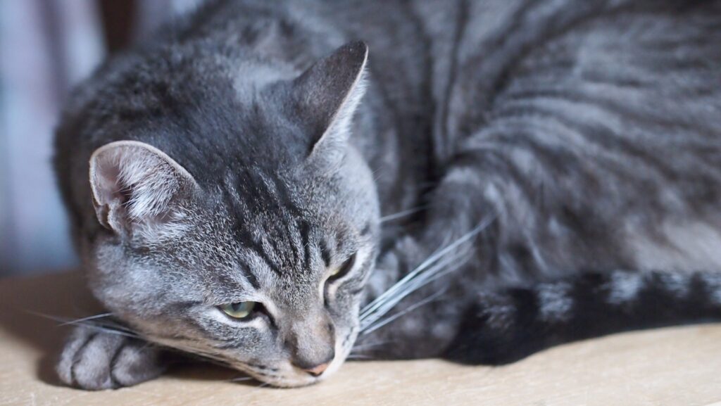 猫のしこりの基礎知識