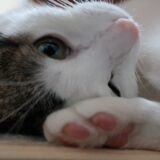 猫にしこりを見つけたらどうする？考えられる原因や受診の目安を解説