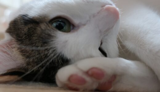猫にしこりを見つけたらどうする？考えられる原因や受診の目安を解説