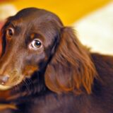 犬の皮膚に赤い湿疹が！考えられる原因や病気、対処法を解説